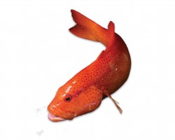 Australian Coral Trout Red 澳洲红星斑 